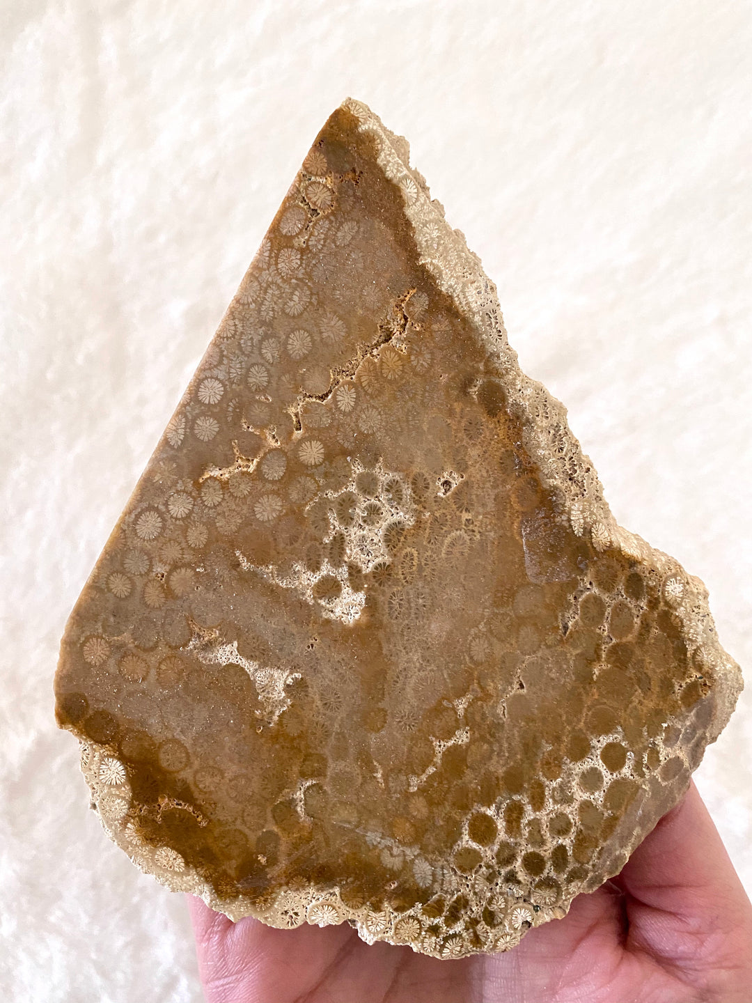 Coral Fossil Slab
