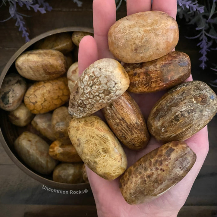 Coral Fossil Palm Stones