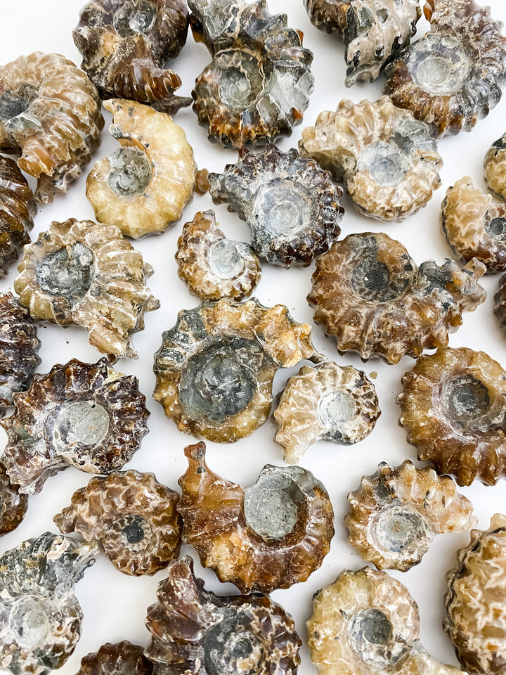 Douvilleiceras Ammonite Fossils