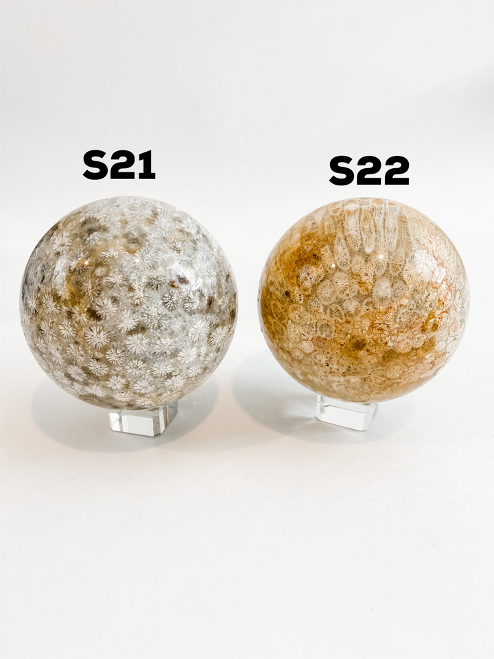 Coral Fossil Jasper Spheres