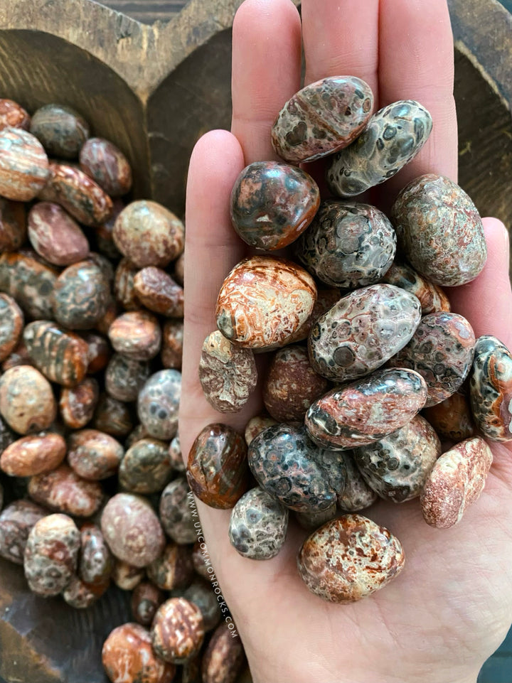 Leopard Skin Jasper Tumbled