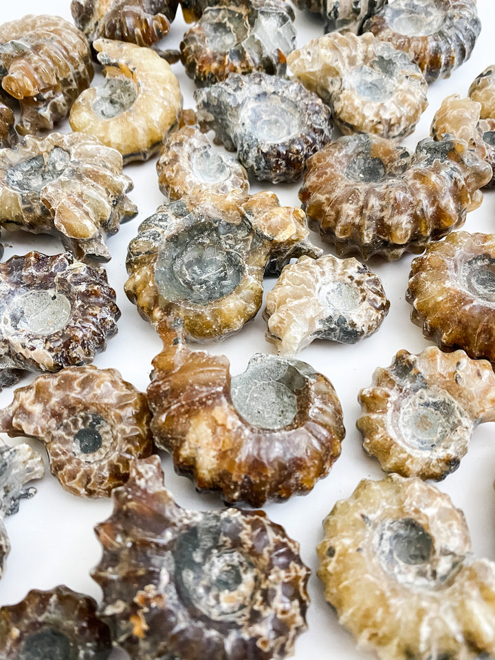 Douvilleiceras Ammonite Fossils