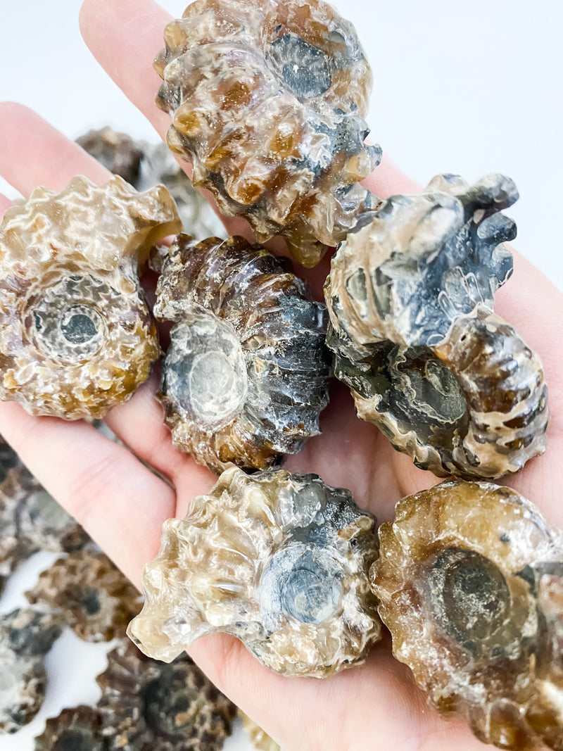 Douvilleiceras Ammonite Fossils